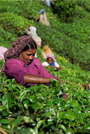 Portrait of an Indian woman plucking (picking) leaves from a tea bush in a tea garden or plantation, on slopes high in the Western Ghats near Munnar, Kerala, India, Asia Stock Photo - Rights-Managed, Code: 841-02712206