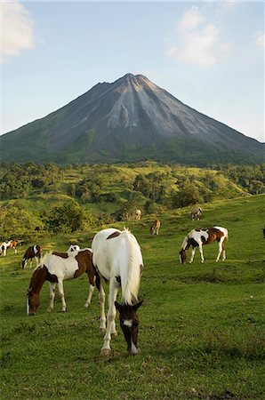 pâturage - Volcan Arenal depuis le côté de La Fortuna, Costa Rica Photographie de stock - Rights-Managed, Code: 841-02712391