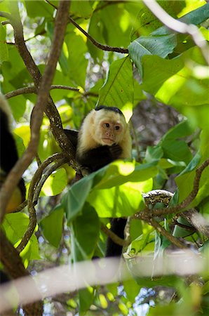 Capuchin or white faced monkey, Manuel Antonio Nature Reserve, Manuel Antonio, Costa Rica, Central America Stock Photo - Rights-Managed, Code: 841-02712468