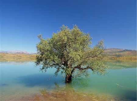 Tranquil scene of landscape of an olive tree on the edge of a lake near Malaga, Andalucia (Andalusia), Spain, Europe Stock Photo - Rights-Managed, Code: 841-02713437