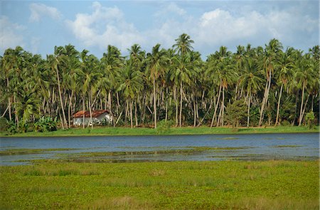 Waterway and house among palm trees near Negombo, Sri Lanka, Asia Stock Photo - Rights-Managed, Code: 841-02713473