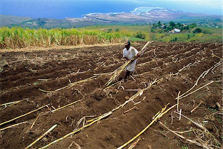 simsearch:841-03032762,k - Sugar cane fields, Reunion Island, Indian Ocean Stock Photo - Rights-Managed, Code: 841-02713997