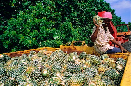 simsearch:841-03032762,k - Harvested pineapples, Guadeloupe, French Antilles, Caribbean, West Indies Stock Photo - Rights-Managed, Code: 841-02713993