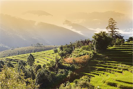 simsearch:841-02915818,k - Terraced rice fields, Punakha, Bhutan, Himalayas, Asia Stock Photo - Rights-Managed, Code: 841-02720511