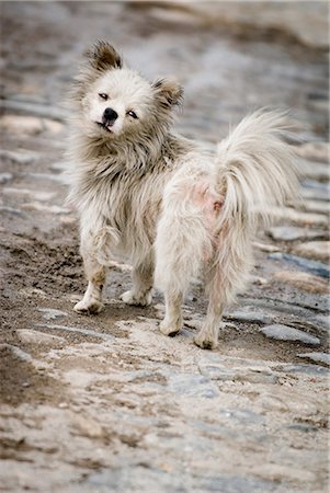 dali - Old dog, Dali, Yunnan, China, Asia Stock Photo - Rights-Managed, Code: 841-02721287