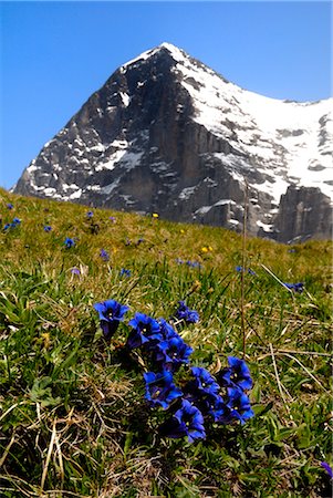 Gentians, Alpine flowers in front of the Eiger, Kleine Scheidegg, Bernese Oberland, Swiss Alps, Switzerland, Europe Stock Photo - Rights-Managed, Code: 841-02721559