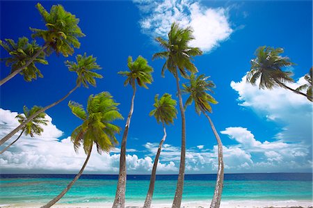 simsearch:600-02886000,k - Empty beach and palm trees, Maldives, Indian Ocean, Asia Stock Photo - Rights-Managed, Code: 841-02722572