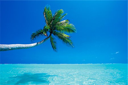 simsearch:841-03518373,k - Palm tree overhanging the sea, Male Atoll, Maldives, Indian Ocean, Asia Stock Photo - Rights-Managed, Code: 841-02722608
