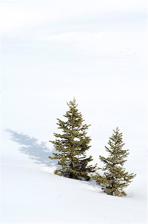 Christmas outdoor scene of snow and pine trees Foto de stock - Con derechos protegidos, Código: 841-02722661