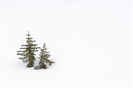 Christmas outdoor scene of snow and pine trees Foto de stock - Con derechos protegidos, Código: 841-02722662