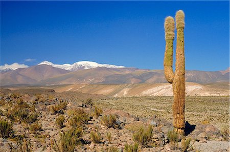 simsearch:841-02706346,k - Atacama Desert, San Pedro de Atacama region with Andes on the horizon, Chile, South America Stock Photo - Rights-Managed, Code: 841-02722789