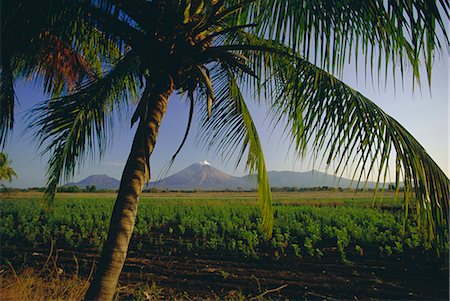 View north across fields at Chichigalpa to Volcan San Cristobal at the northwest end of Nicaragua's chain of volcanoes, Nicaragua, Central America Stock Photo - Rights-Managed, Code: 841-02722884