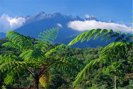 simsearch:841-02925433,k - Tree ferns in foreground, granite massif of 4101m Mt Kinabalu in background, SE Asia's highest mountain, Sabah, island of Borneo, Malaysia Stock Photo - Rights-Managed, Code: 841-02722956