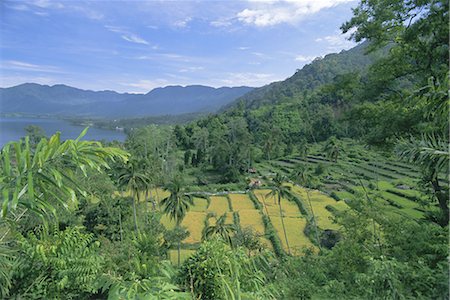 simsearch:841-02722947,k - Rice terraces on eastern shore of crater lake, Lake Maninjau, West Sumatra, Sumatra, Indonesia, Southeast Asia, Asia Foto de stock - Con derechos protegidos, Código: 841-02722972