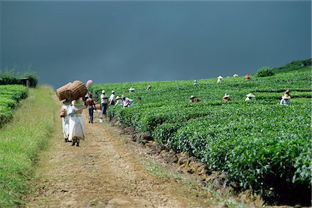 Tea estate, Mauritius, Africa Stock Photo - Rights-Managed, Code: 841-02824642