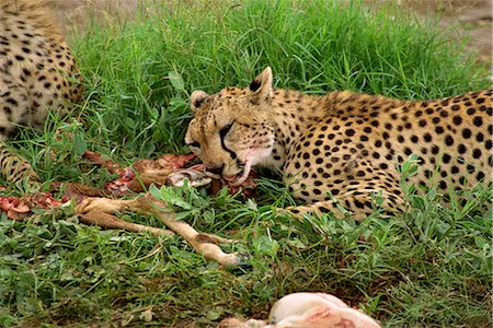 prey - Cheetah eating prey, Amboseli National Park, Kenya, East Africa, Africa Stock Photo - Rights-Managed, Code: 841-02824879