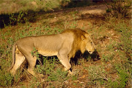 simsearch:841-03506025,k - Lion, Samburu National Reserve, Kenya, East Africa, Africa Stock Photo - Rights-Managed, Code: 841-02824870