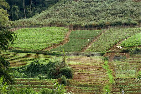 simsearch:841-05783458,k - Vegetable growing, Cameron Highlands, Malaysia, Southeast Asia, Asia Stock Photo - Rights-Managed, Code: 841-02825036