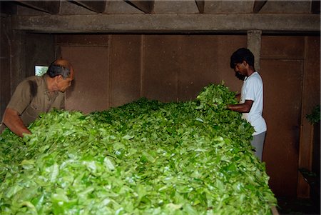 Tea production, Cameron Highlands, Malaysia, Southeast Asia, Asia Stock Photo - Rights-Managed, Code: 841-02825054