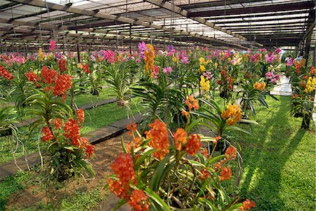 Orchid farm, Chiang Mai, Thailand, Southeast Asia, Asia Stock Photo - Rights-Managed, Code: 841-02825186