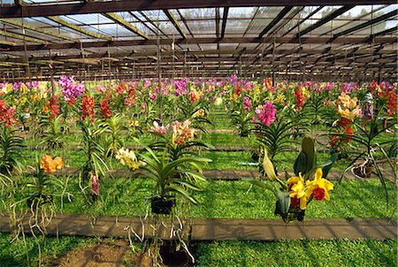 Orchid farm, Chiang Mai, Thailand, Southeast Asia, Asia Stock Photo - Rights-Managed, Code: 841-02825187