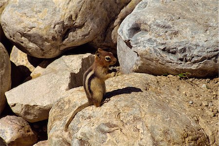 Small mammal at Lake Louise in the Rocky Mountains, Alberta, Canada, North America Stock Photo - Rights-Managed, Code: 841-02825351