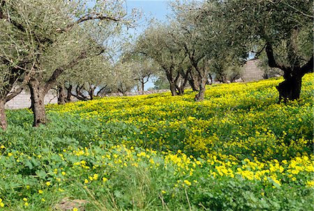 flowers greece - Olive trees with wild flowers beneath, Crete, Greek Islands, Greece, Europe Stock Photo - Rights-Managed, Code: 841-02825373