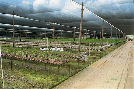 Plant and orchid nursery, near Arima, Trinidad, West Indies, Caribbean, Central America Stock Photo - Rights-Managed, Code: 841-02825551