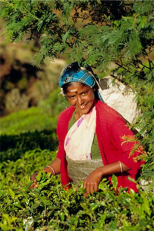 simsearch:700-05642233,k - Woman plucking tea, Nuwara Eliya area, Sri Lanka Stock Photo - Rights-Managed, Code: 841-02825740