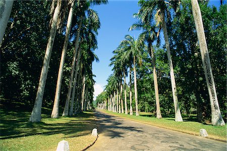 simsearch:841-03672349,k - Botanical Gardens, Peradeniya, Kandy, Sri Lanka, Asia Stock Photo - Rights-Managed, Code: 841-02825847