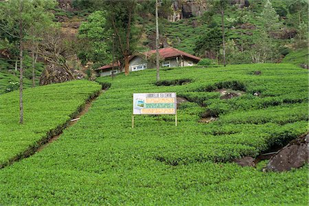 Tea plantations, Nuwara Eliya area, Sri Lanka, Asia Stock Photo - Rights-Managed, Code: 841-02825868