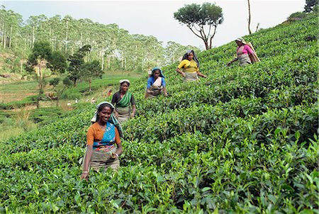 Tea plucking, Nuwara Eliya area, Sri Lanka, Asia Stock Photo - Rights-Managed, Code: 841-02825860