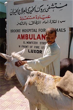 simsearch:841-02947168,k - The Brooke Clinic, where all treatment for animals is free, Luxor, Egypt, North Africa, Africa Foto de stock - Con derechos protegidos, Código: 841-02825998