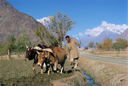 pakistan - A farmer ploughing with a bullock team beside the Karakoram Highway in the Gilgit area of Pakistan, Asia Stock Photo - Rights-Managed, Code: 841-02831095