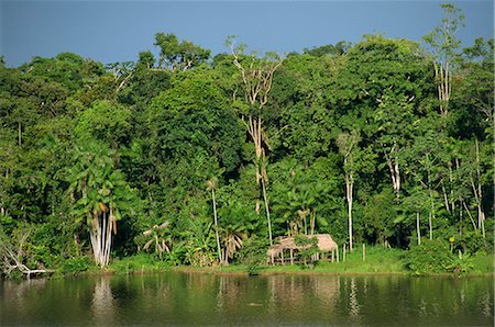 The rain forest in the Jari area of the Amazon, Brazil, South America Stock Photo - Rights-Managed, Code: 841-02831156