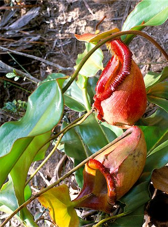 simsearch:841-02925433,k - Close-up of mossy pitcher plant (Nepenthes villosa) at about 3000m on Mt. Kinabalu, Sabah, island of Borneo, Malaysia, Southeast Asia, Asia Stock Photo - Rights-Managed, Code: 841-02832452