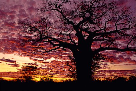 Baobab tree silhouetted by spectacular sunrise, Kenya, East Africa, Africa Stock Photo - Rights-Managed, Code: 841-02832672