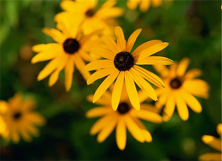 Close-up of yellow Rudbeckia flowers, England, United Kingdom, Europe Stock Photo - Rights-Managed, Code: 841-02899348