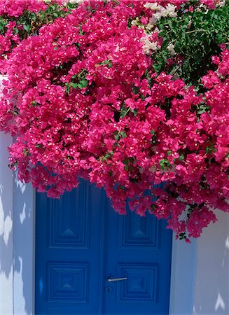 flowers greece - Bougainvillea in bloom above doorway, Mykonos, Cyclades Islands, Greek Islands, Greece, Europe Stock Photo - Rights-Managed, Code: 841-02899428