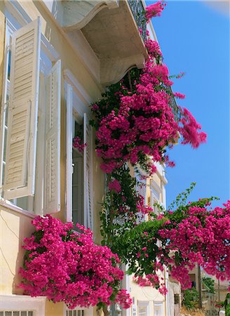 flowers greece - House with bougainvillea, Syros, Cyclades, Greek Islands, Greece, Europe Stock Photo - Rights-Managed, Code: 841-02899434