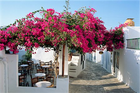 flowers greece - Side street, white walls, cafe and bougainvillea in Apollonia, on Sifnos, Cyclades Islands, Greek Islands, Greece, Europe Stock Photo - Rights-Managed, Code: 841-02899643