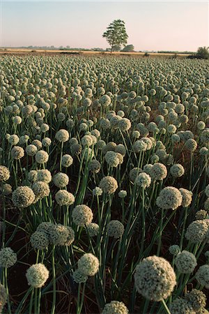 Onion fields, Gujarat state, India, Asia Foto de stock - Con derechos protegidos, Código: 841-02900284