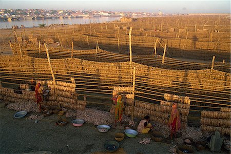 Fish used for Bombay duck drying in the sun, Gujarat state, India, Asia Stock Photo - Rights-Managed, Code: 841-02900410