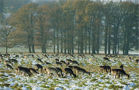 deer snow - Deer in snow, Petworth, Sussex, England, United Kingdom, Europe Stock Photo - Rights-Managed, Code: 841-02901252