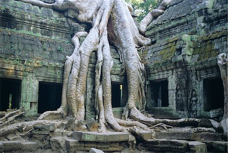 root ruin - Ta Prohn, Angkor, Siem Reap, Cambodge, Indochine, Asie Photographie de stock - Rights-Managed, Code: 841-02901354