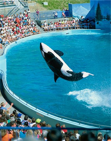 Performing killer whale, Marine World Africa USA, California, United States of America, North America Stock Photo - Rights-Managed, Code: 841-02901529