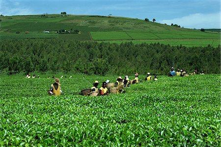 Tea picking, Sotik, Kenya, East Africa, Africa Stock Photo - Rights-Managed, Code: 841-02901995