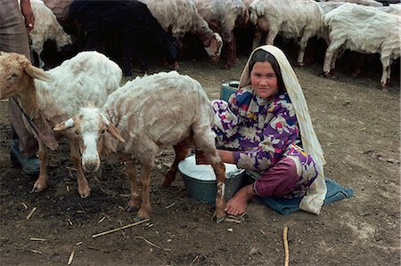 Turkoman girl milking sheep, Iran, Middle East Stock Photo - Rights-Managed, Code: 841-02902096