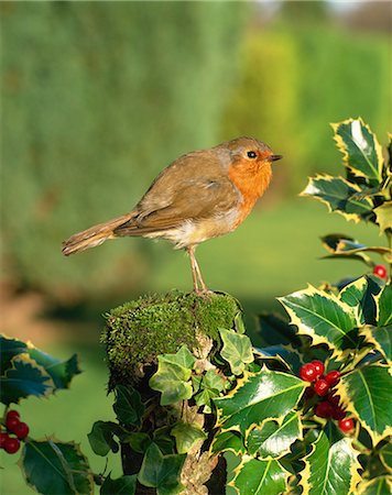 robin - Robin (Erithacus rubecula) perching on post near holly Stock Photo - Rights-Managed, Code: 841-02902648