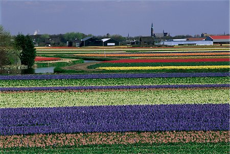 Tulip fields, Sassenheim vicinity, Holland, Europe Stock Photo - Rights-Managed, Code: 841-02903428